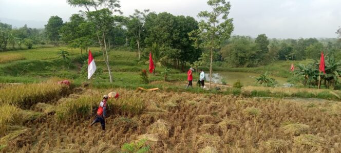 
Panen Perdana di Lahan Baru, Paoji: Kerja Keras Membuahkan Hasil