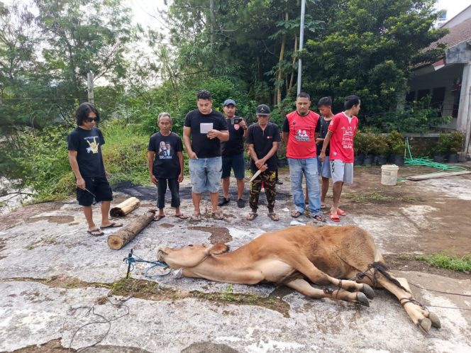 
Rumah Aspirasi dr Ribka Tjiptaning Sembelih Sapi qurban, Untuk berbagi dengan Masyarakat Sekitar